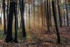 Gewinnermotiv des Fotowettbewerbs „Wald, Wärme, Leben“
