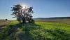 Gewinnermotiv des Fotowettbewerbs „Wald, Wärme, Leben“