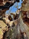 Gewinnermotiv des Fotowettbewerbs „Wald, Wärme, Leben“