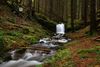 Gewinnermotiv des Fotowettbewerbs „Wald, Wärme, Leben“