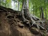 Gewinnermotiv des Fotowettbewerbs „Wald, Wärme, Leben“