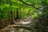 Gewinnermotiv des Fotowettbewerbs „Wald, Wärme, Leben“