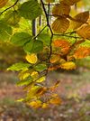 Gewinnermotiv des Fotowettbewerbs „Wald, Wärme, Leben“