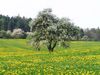 Gewinnermotiv des Fotowettbewerbs „Wald, Wärme, Leben“