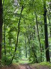 Gewinnermotiv des Fotowettbewerbs „Wald, Wärme, Leben“